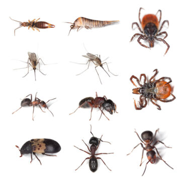 Crawling Insects Exterminator Service Brampton - VPC