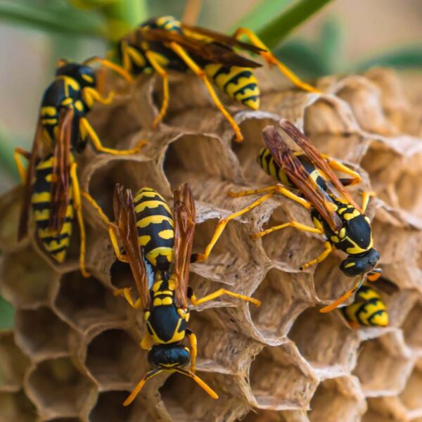 - Hornets/wasps Exterminator Services Brampton