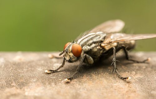 house fly