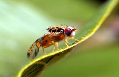 Most Common Flying Insects in Canada