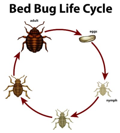 What is Professional Bed Bugs Extermination Process