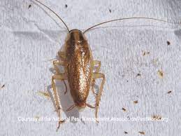 Cockroach Exterminator Brampton