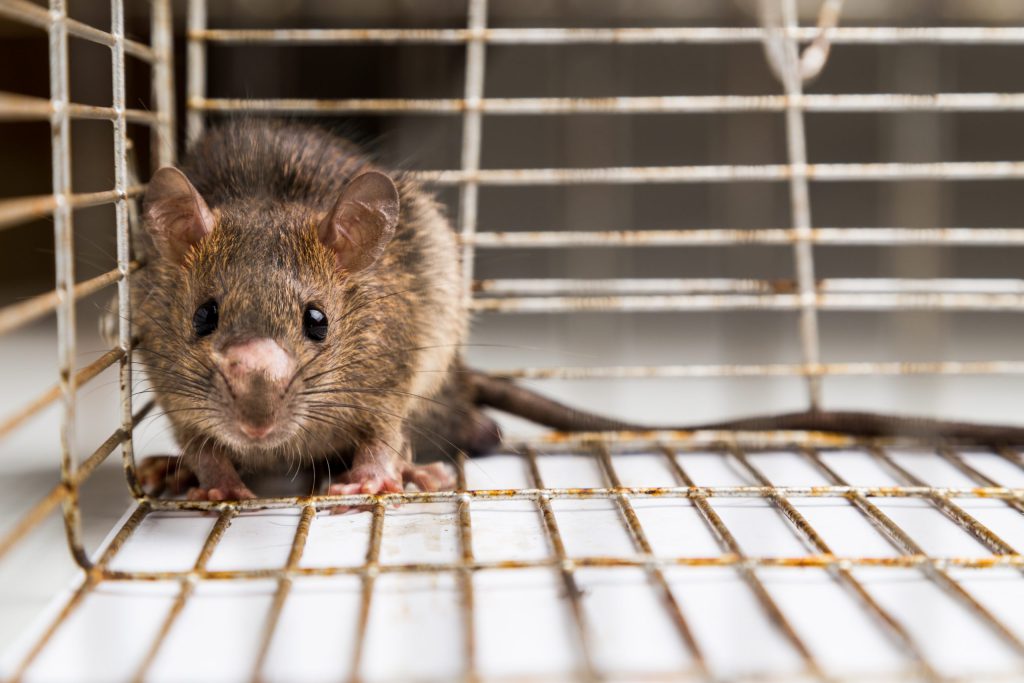 Mice and Rats Extermination Brampton