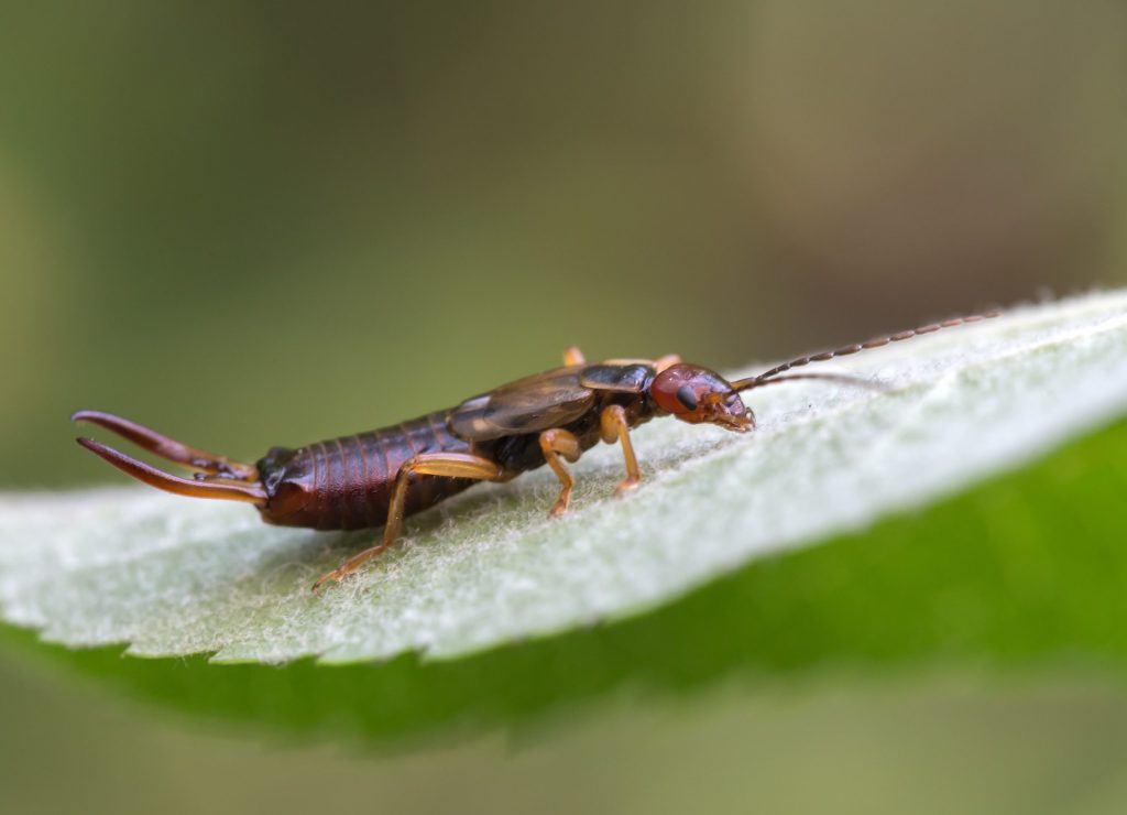 Earwigs Extermination in Toronto