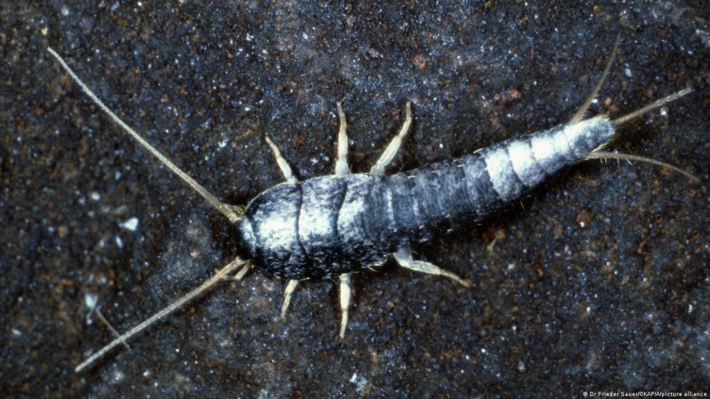 Silverfish Extermination in Toronto