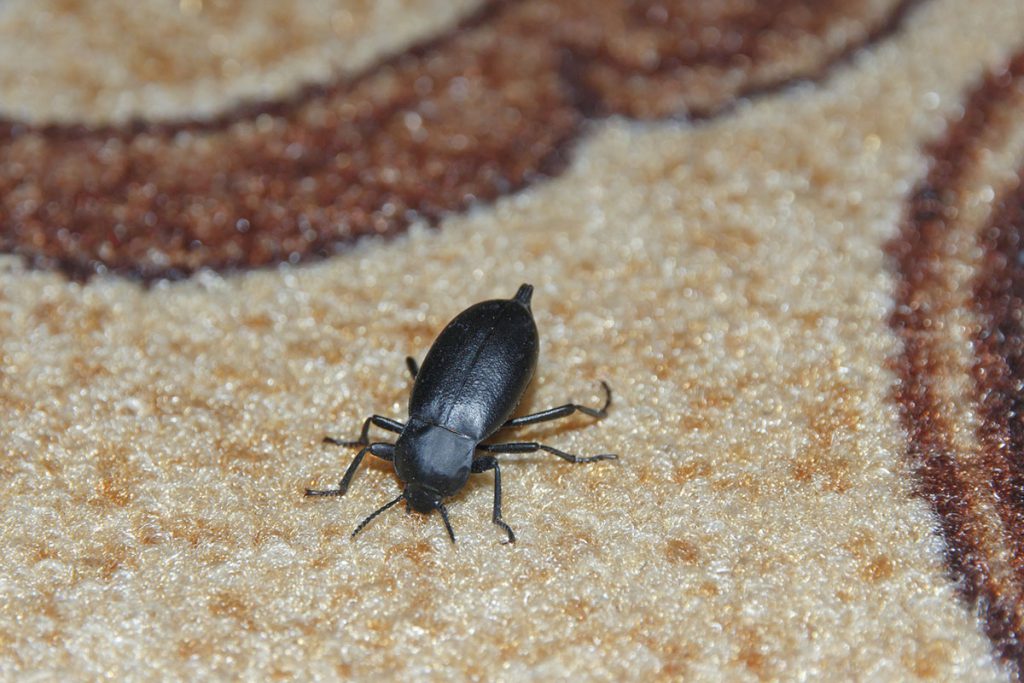 Carpet Beetles Extermination in Brampton