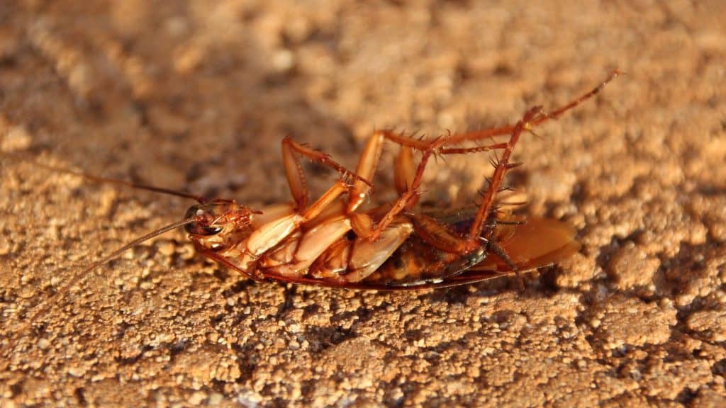 Remove Cockroaches in Toronto