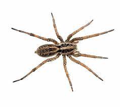 Spider Extermination Toronto