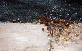 Bed Bugs Extermination Toronto