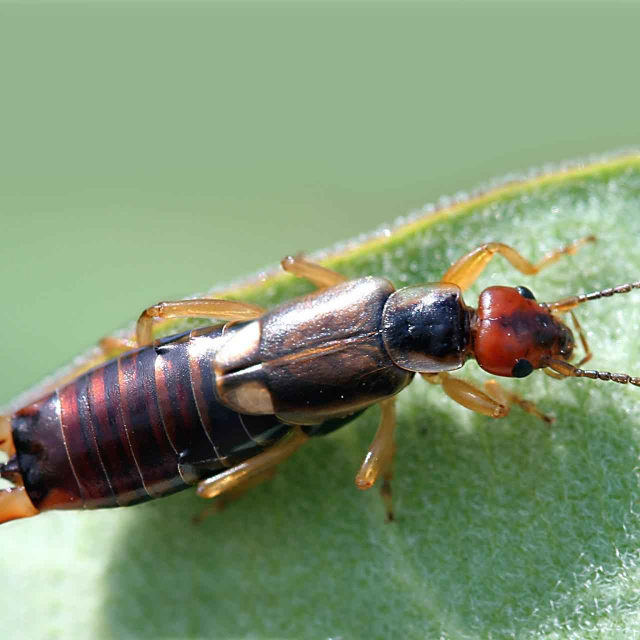 Earwigs Extermination