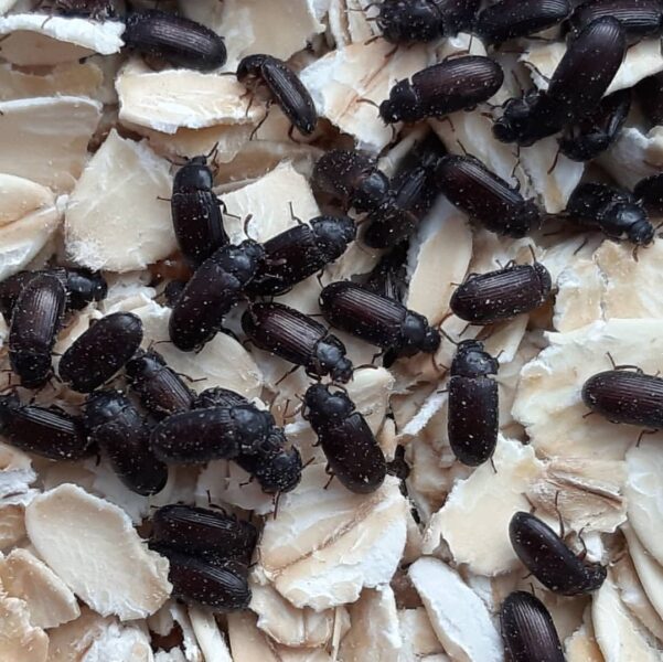 Carpet Beetles Extermination