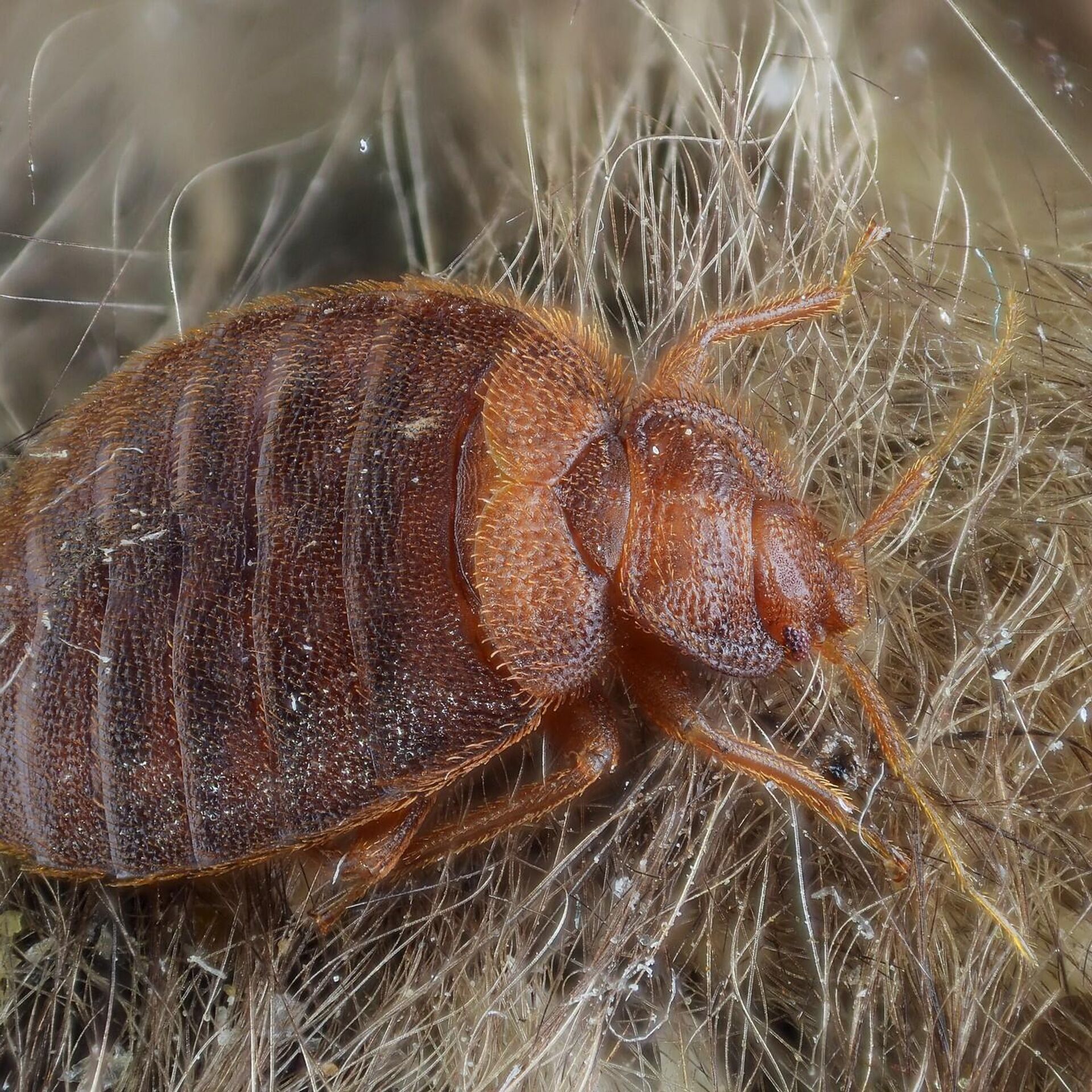 Bed Bugs Extermination