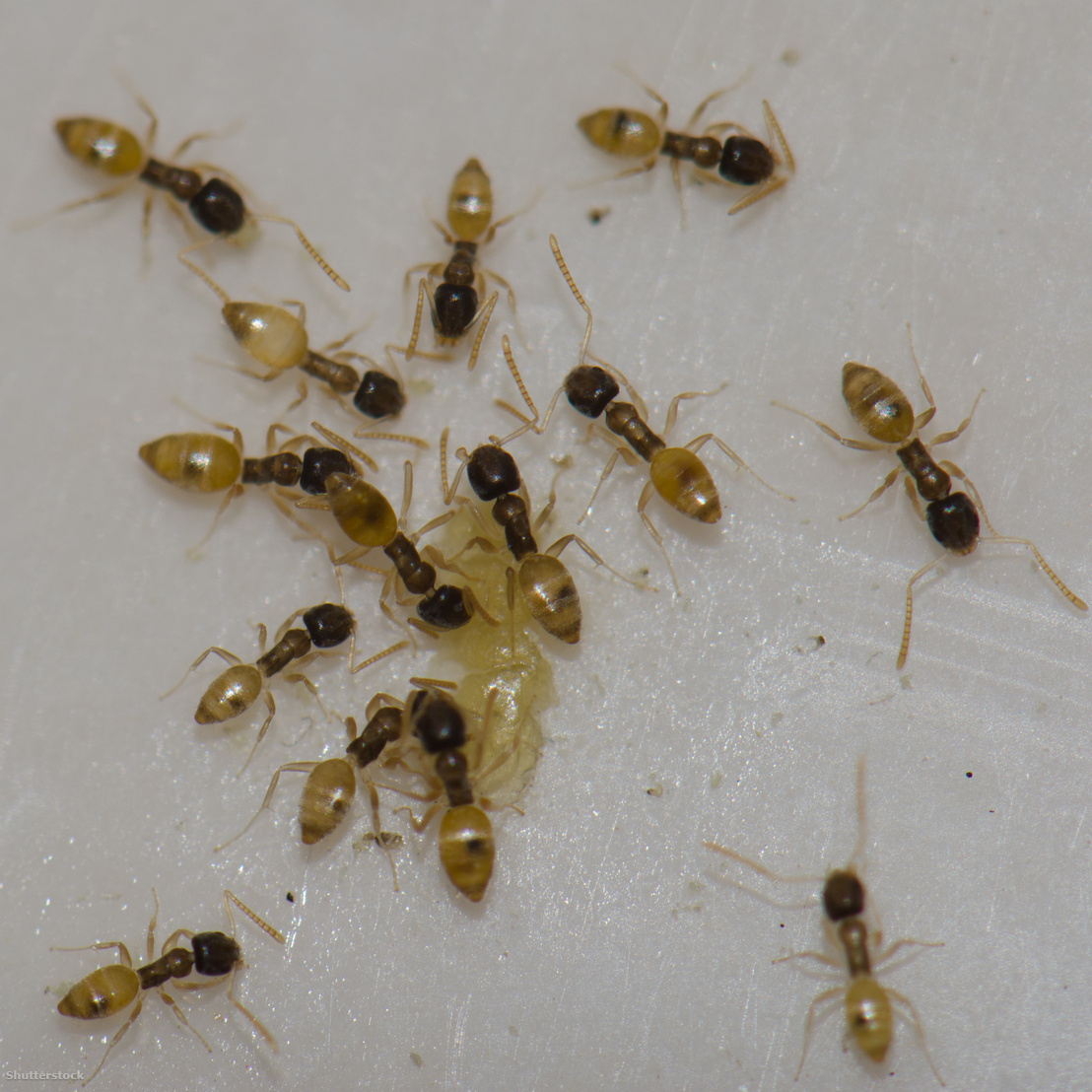 Ant Extermination Service