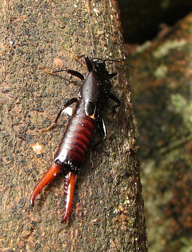 Earwigs Extermination