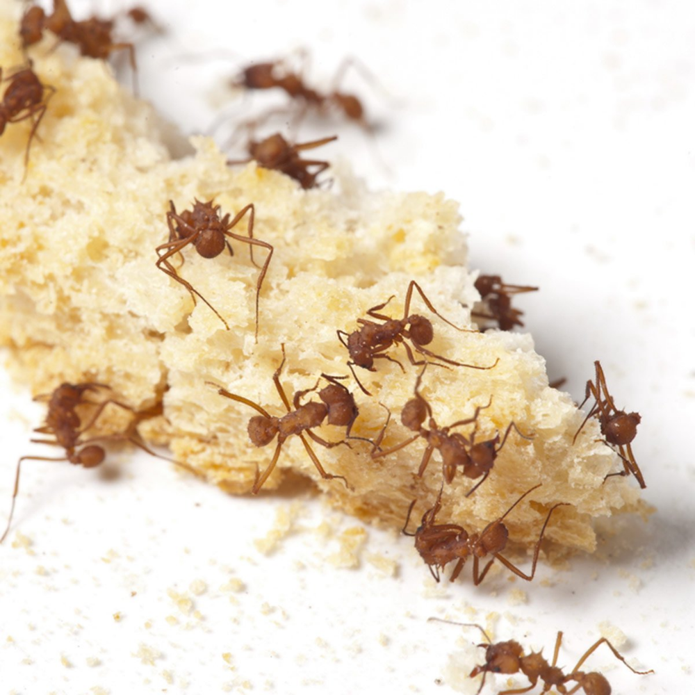 Ant Extermination Service