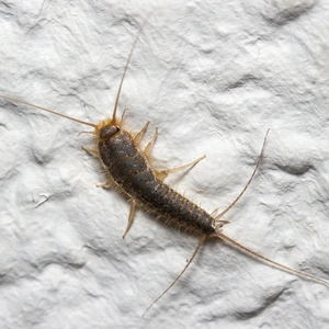 Silverfish Extermination