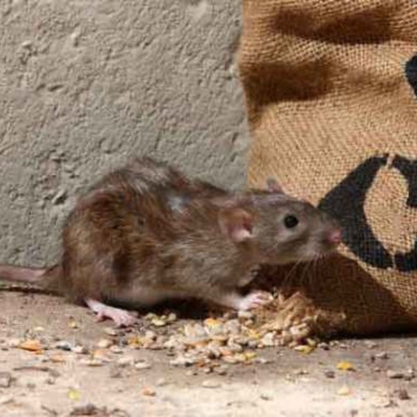 Mice/Rats Extermination Service