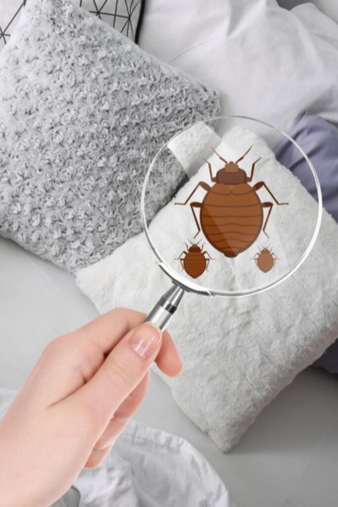 Bed Bugs Extermination