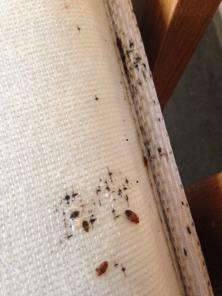 Bed Bugs Extermination