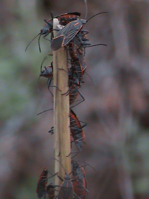 Boxelder Bugs Extermination Service