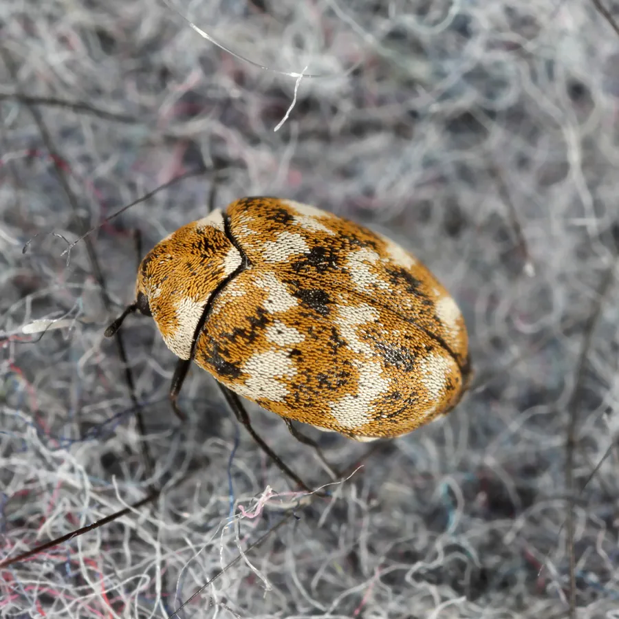 Carpet Beetles Extermination