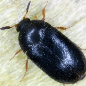 Carpet Beetle