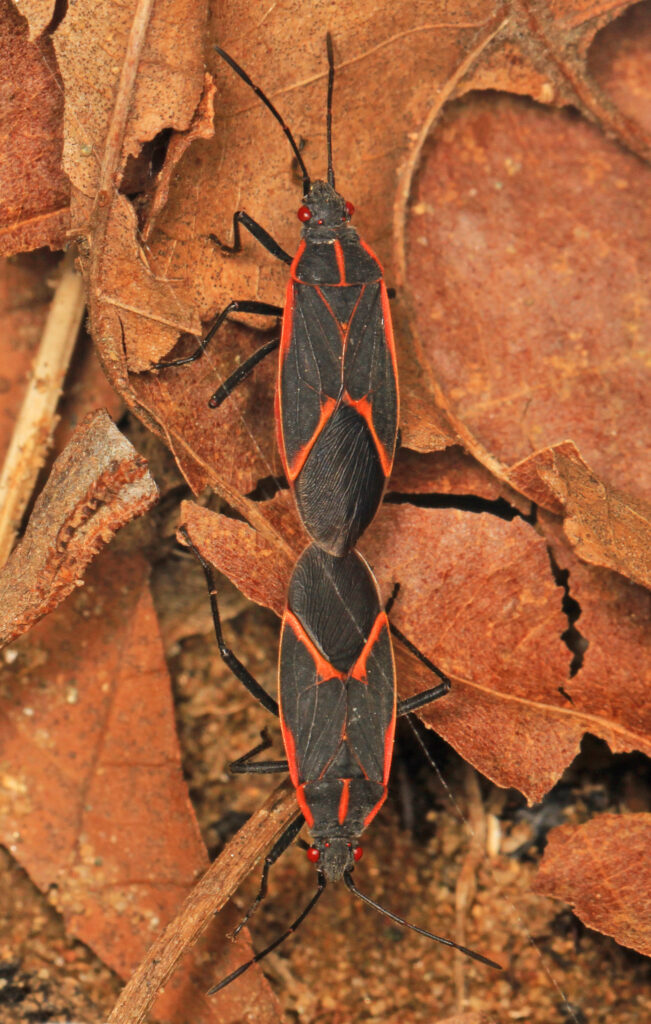 Boxelder Bugs Extermination Service