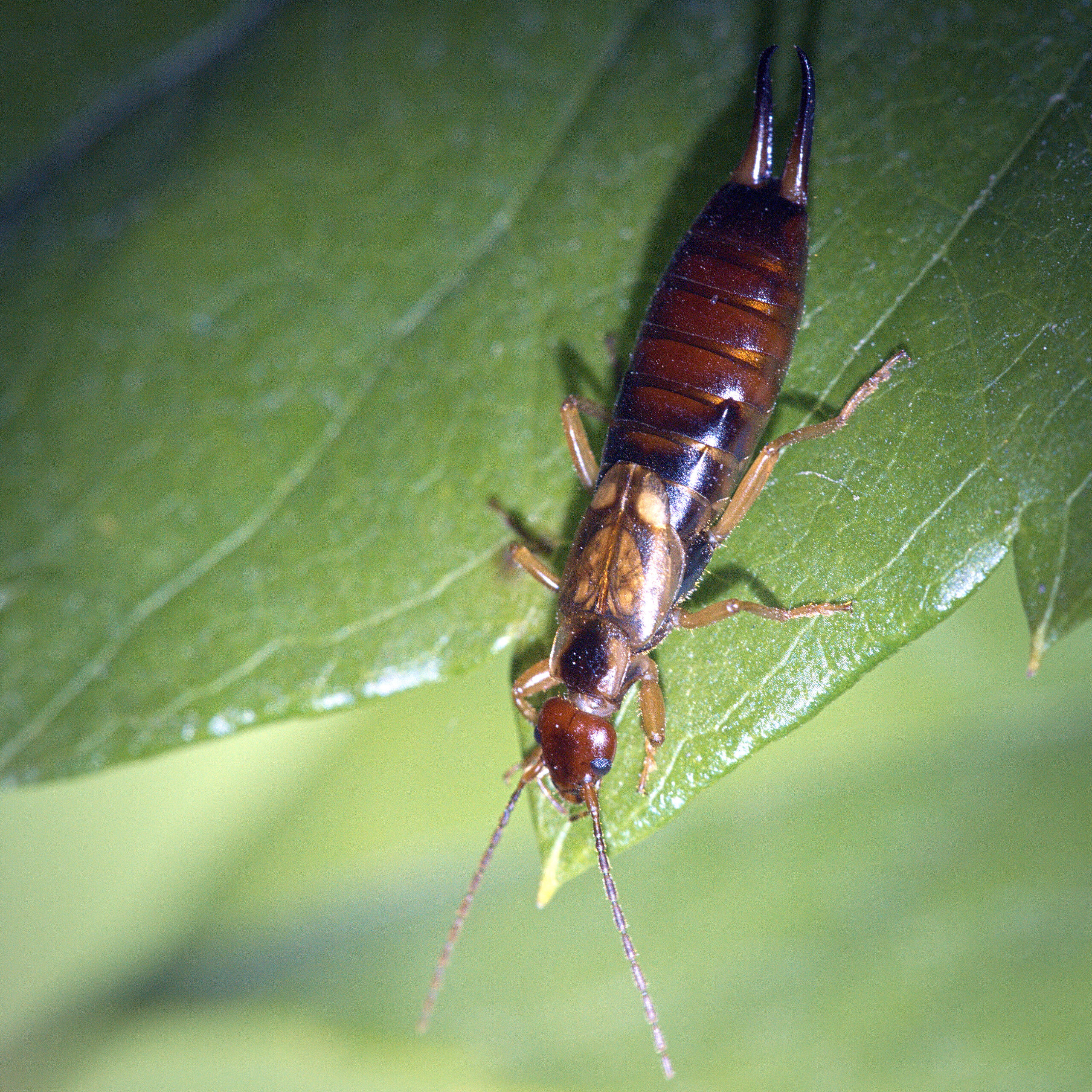 Earwigs Extermination