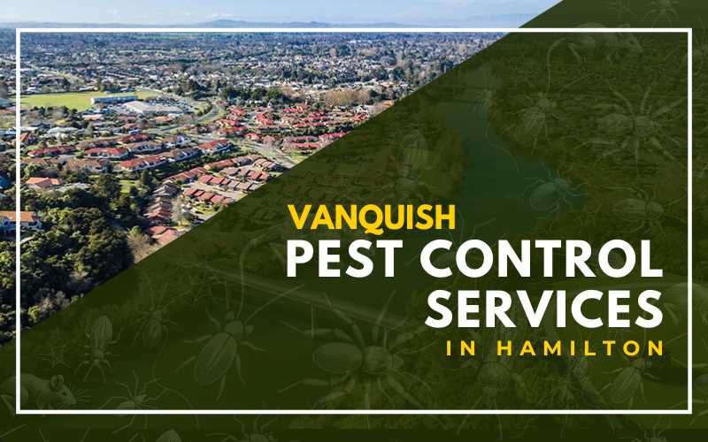 Pest Control In Hamilton