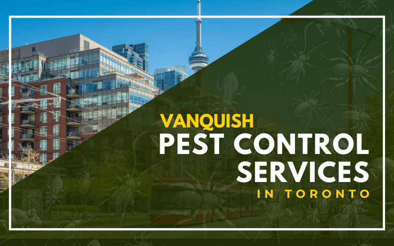 Pest Control Services in Toronto