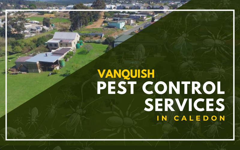 Pest Control Services in Caledon