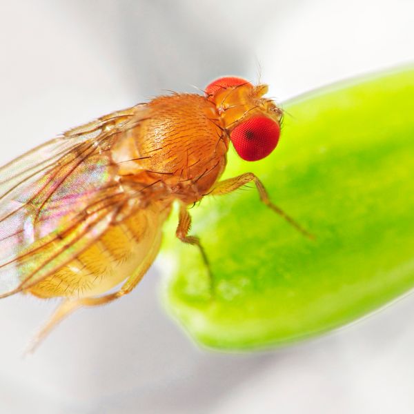 Fruit Flies Extermination