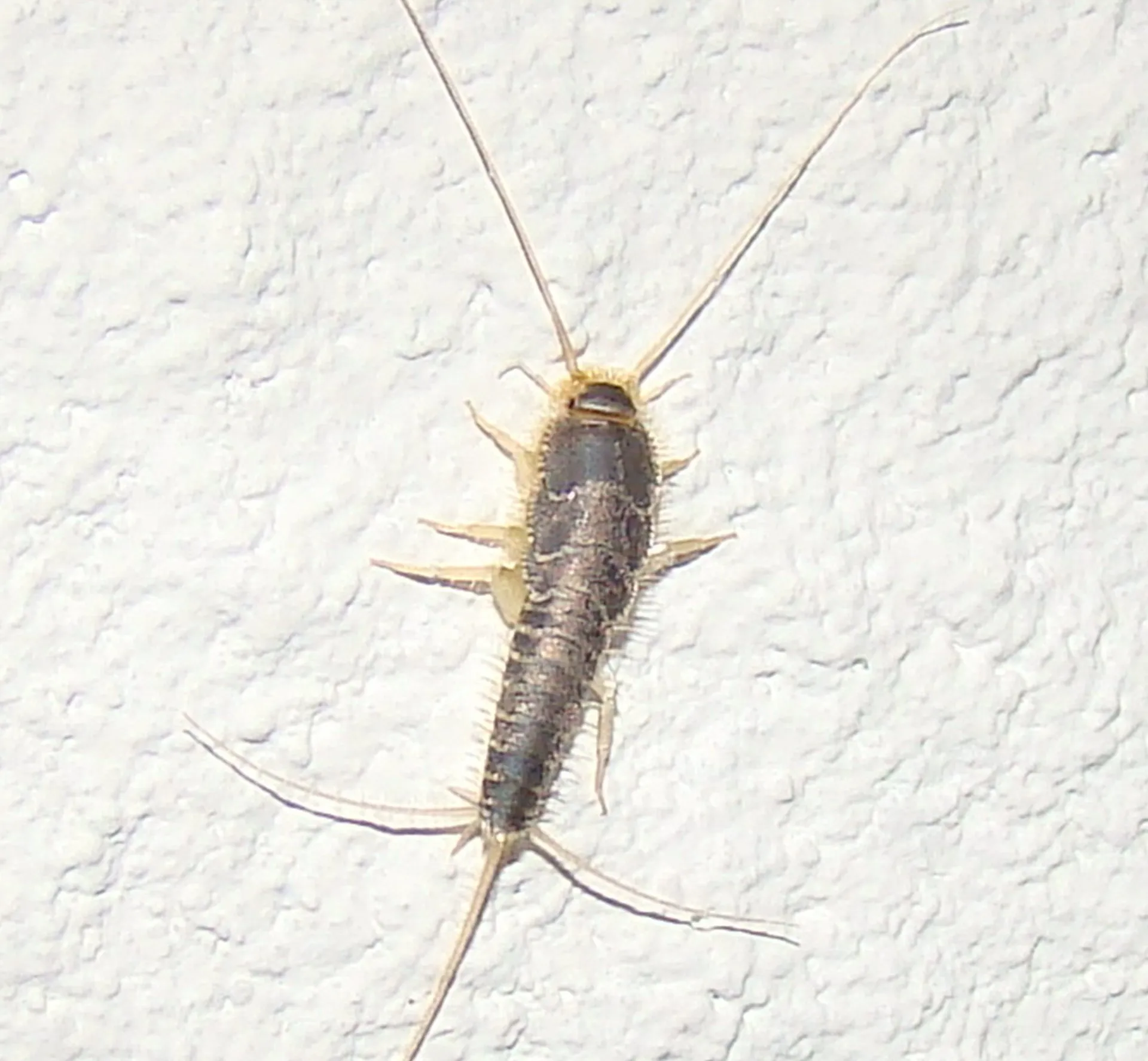 Silverfish Extermination