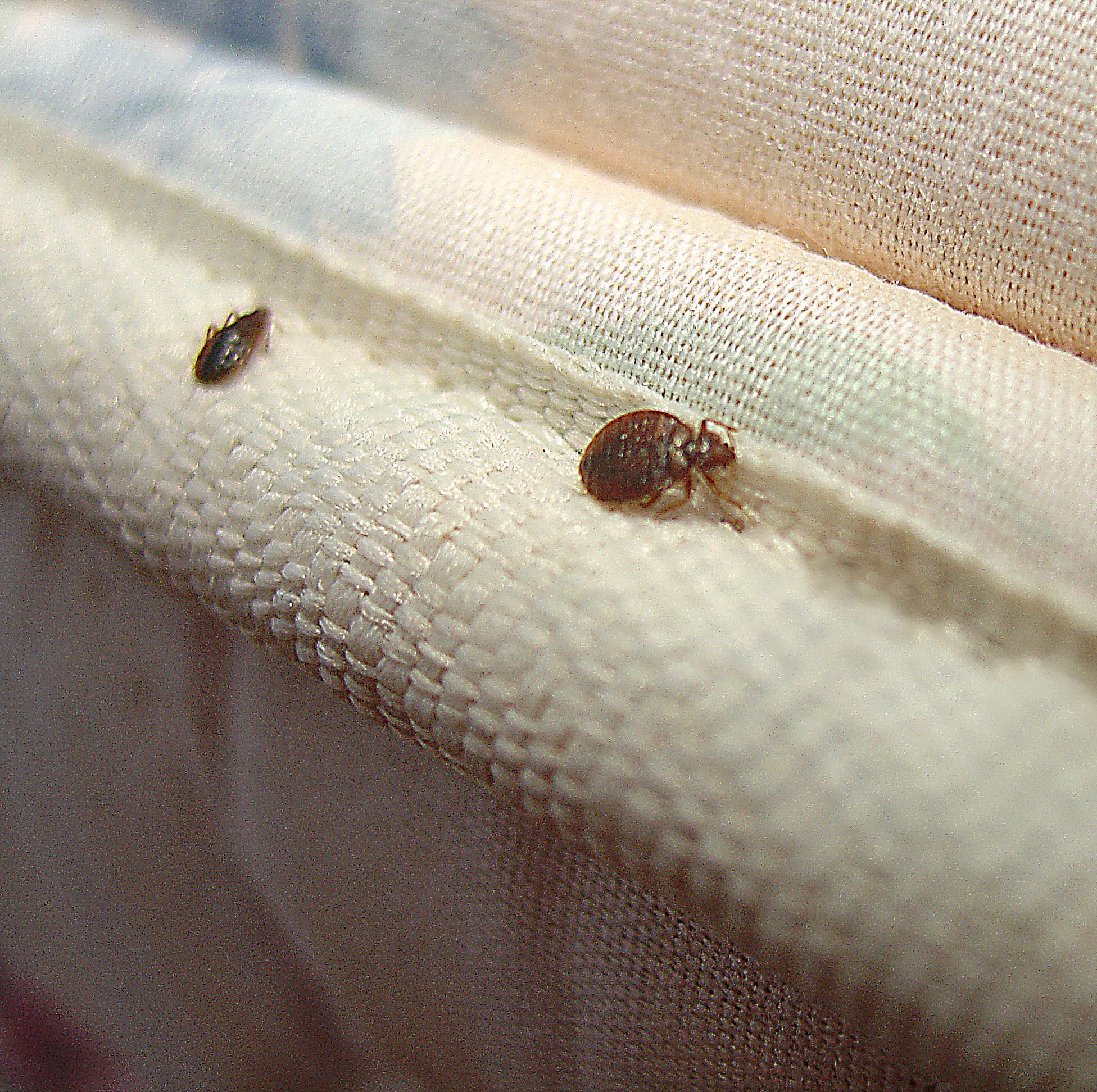 Bed Bugs Extermination