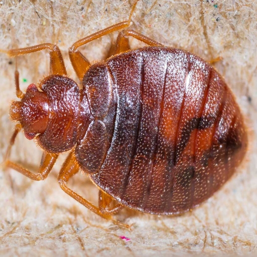 Bed Bugs Extermination