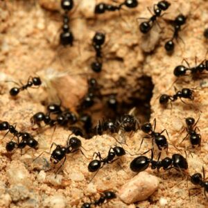 Ant Extermination 