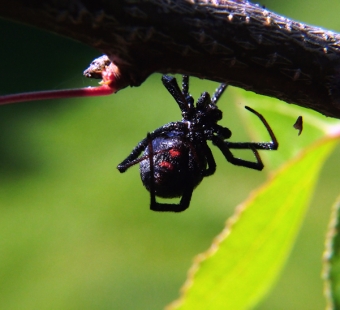 Spiders Extermination