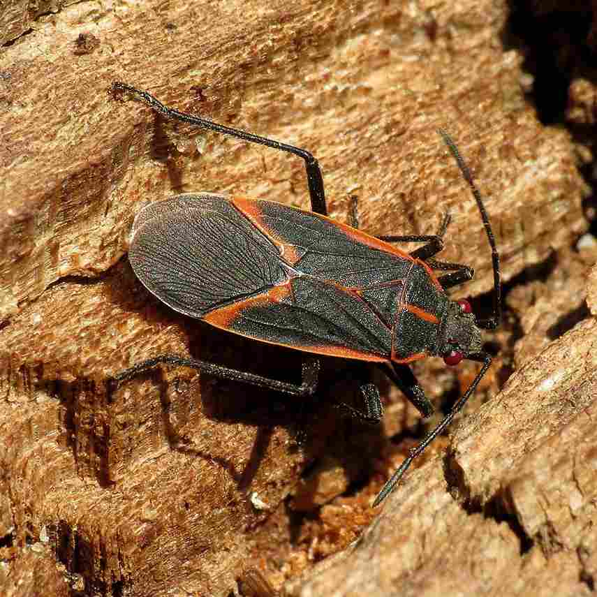 Boxelder Bugs Extermination Service