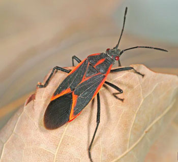 Boxelder Bugs Extermination Service