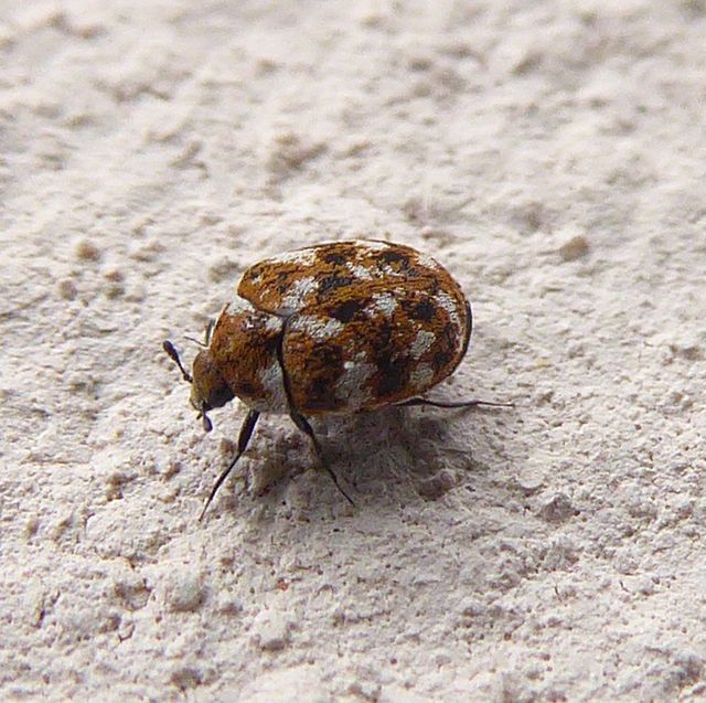 Carpet Beetles Extermination