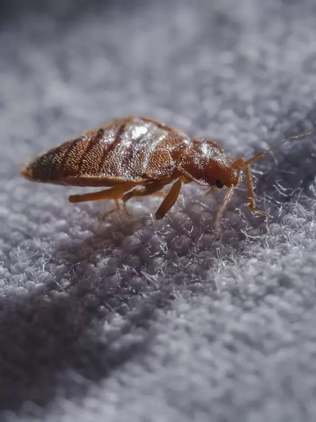 Bed Bugs Extermination