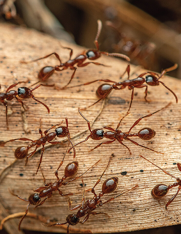 Ant Extermination Service