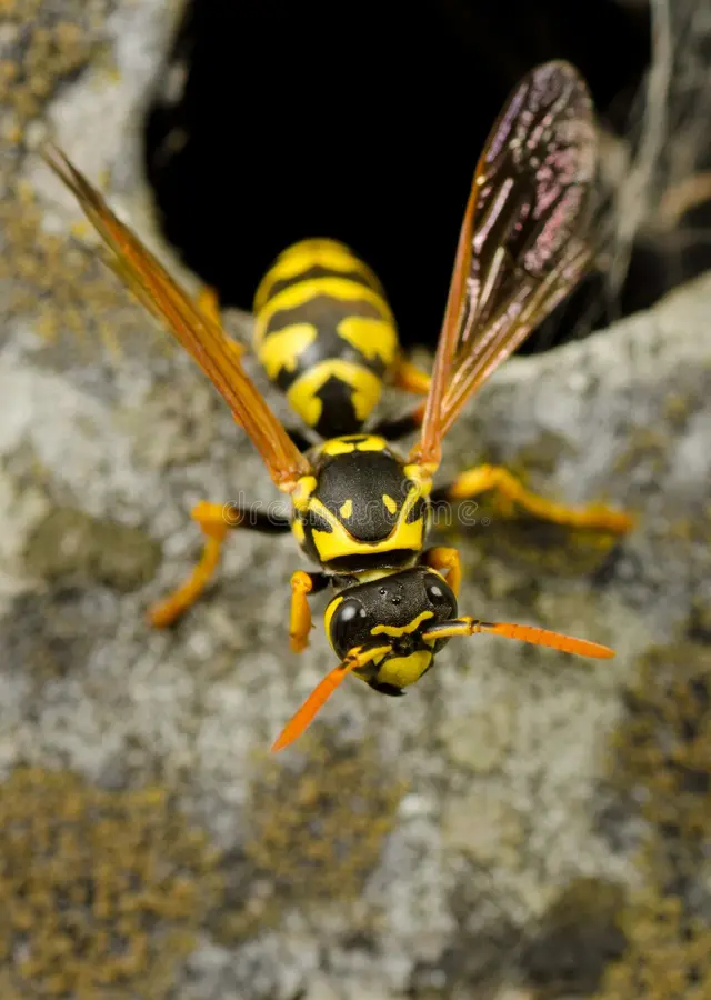 Hornets/Wasps Extermination