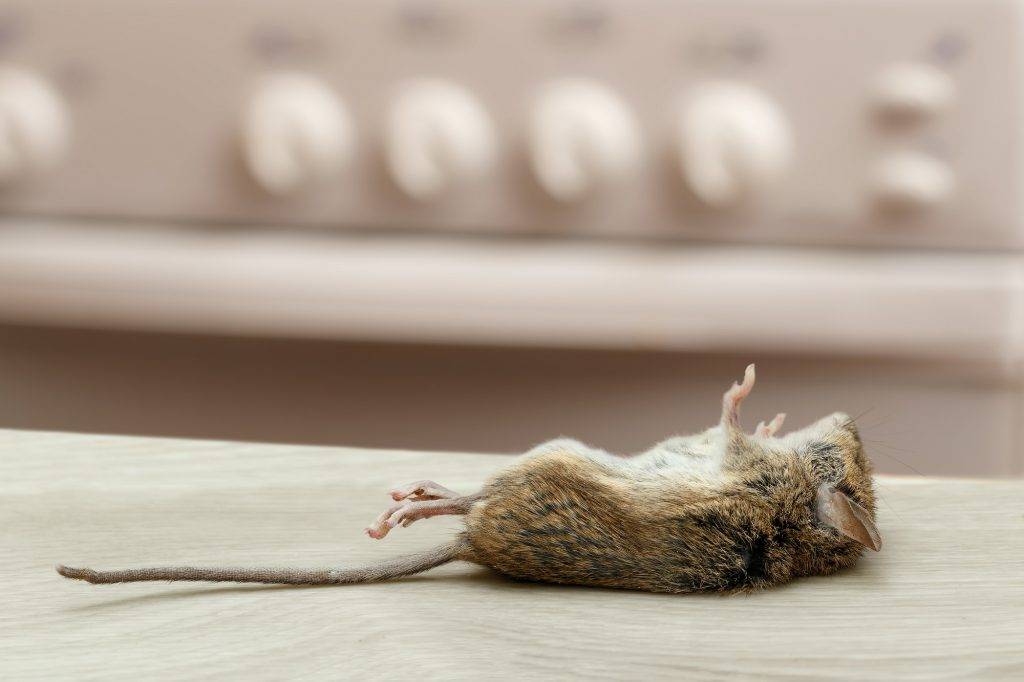 Mice Extermination in Brampton