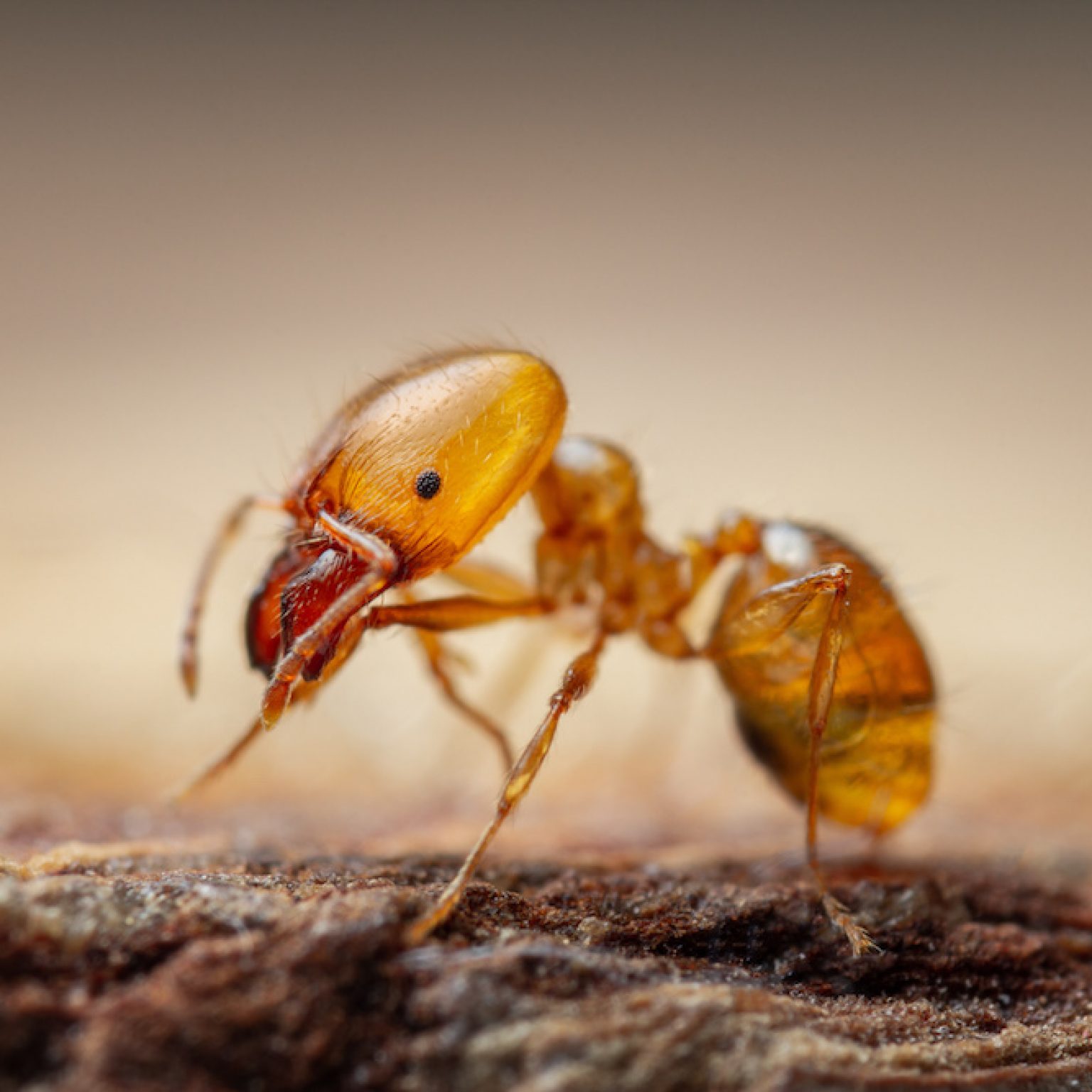 Ant Extermination Service