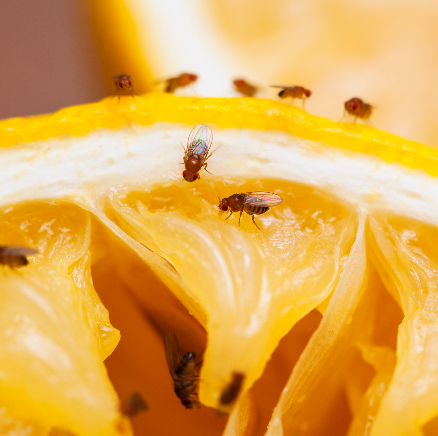 Fruit Flies Extermination