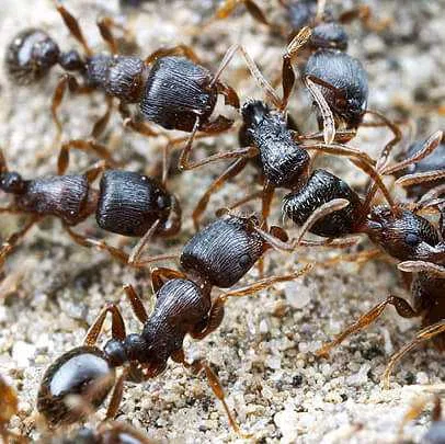 Ant Extermination Service