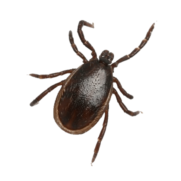 Ticks Extermination Service