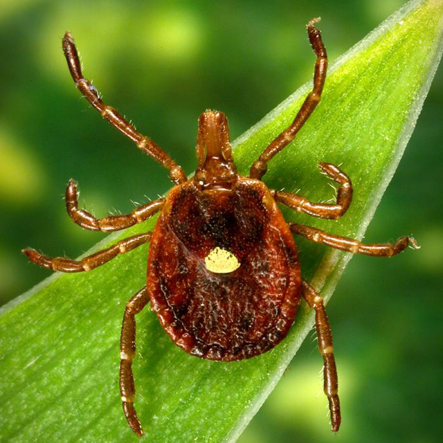 Ticks Extermination Service