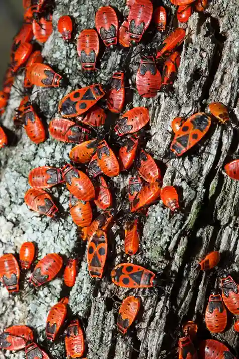 Pyrrhocoris apterus